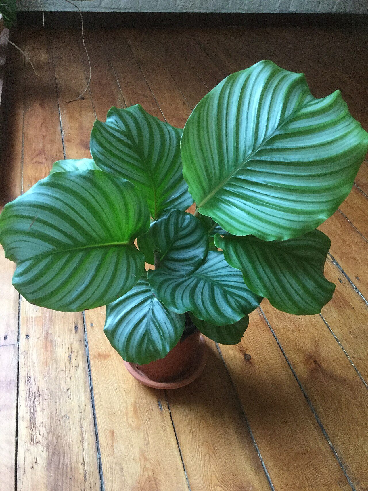 Калатея днём