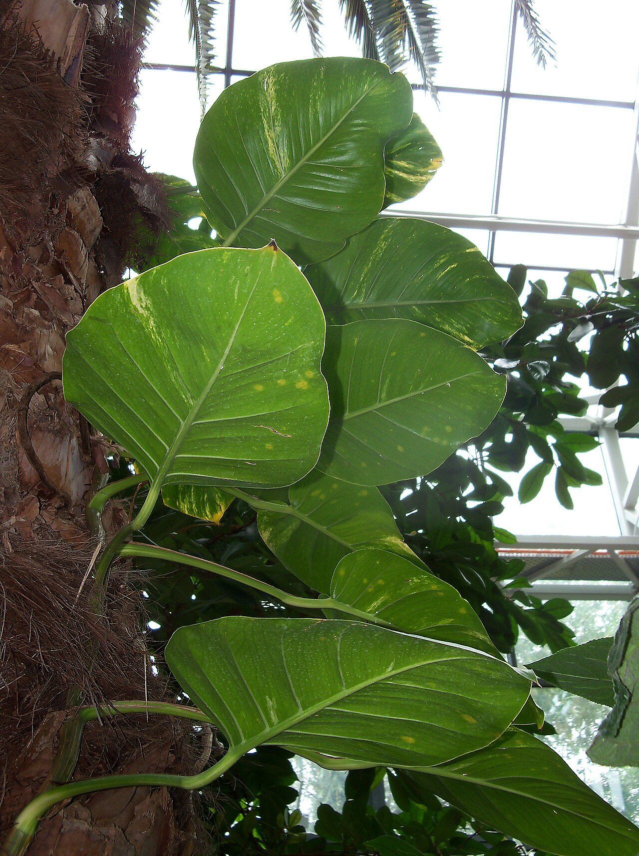 Эпипремнум золотистый